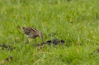 Gallinago nigripennis