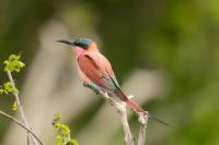 Merops nubicoides