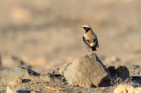 Egypt FAUNA