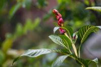 ECUADOR -FLOWERS