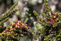 ECUADOR -FLORA