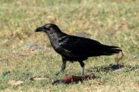 Corvus edithae