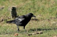 Corvus rhipidurus