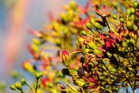 ETHIOPIA FLORA