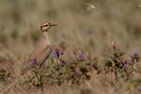 Cursorius temminckii