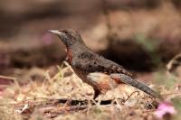 ETHIOPIA FAUNA