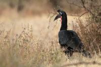 Bucorvus abyssinicus