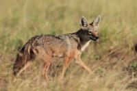 African golden wolf