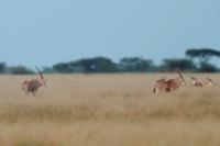 East African oryx