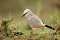 Zavattariornis stresemanni