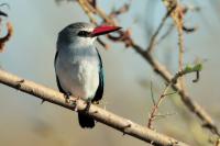 Halcyon senegalensis