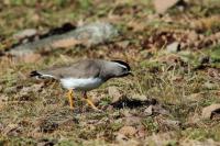 Vanellus melanocephalus