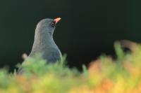 Turdus abyssinicus