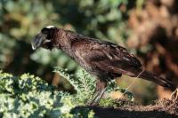 Corvus crassirostris