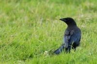 Netherlands - fauna