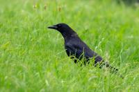 Corvus corone