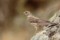 Turdus viscivorus