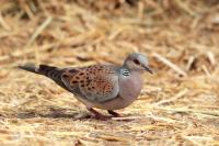 Streptopelia turtur