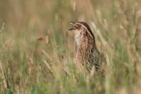 Coturnix coturnix