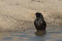 Sturnus unicolor