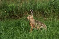 European hare