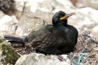 Phalacrocorax aristotelis