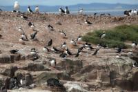 Scotland landscape and fauna