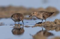 Calidris temminckii 