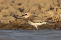 Charadrius leschenaultii