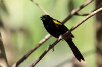 Icterus melanopsis