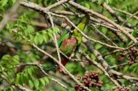 Amazona leucocephala