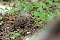 Columbina passerina