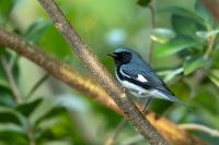 Setophaga caerulescens