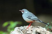 Turdus plumbeus