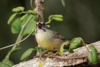 Torreornis inexpectata