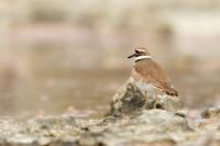 Charadrius vociferus