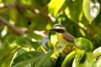 Myiozetetes similis