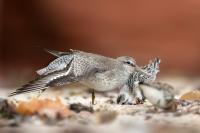 Calidris canutus