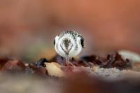 Calidris alba