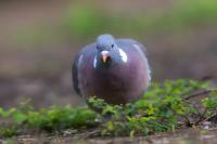 Columba palumbus