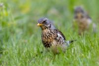 Turdus pilaris