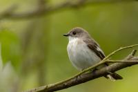 Ficedula hypoleuca