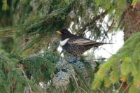 Turdus torquatus