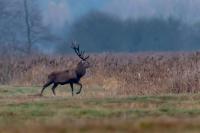 Red deer