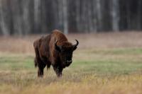 European bison