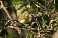 Vireo nanus