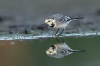 Motacilla alba