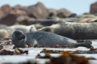 Harbor seal