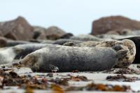 Grey seal