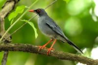 Dominican Republic-FAUNA